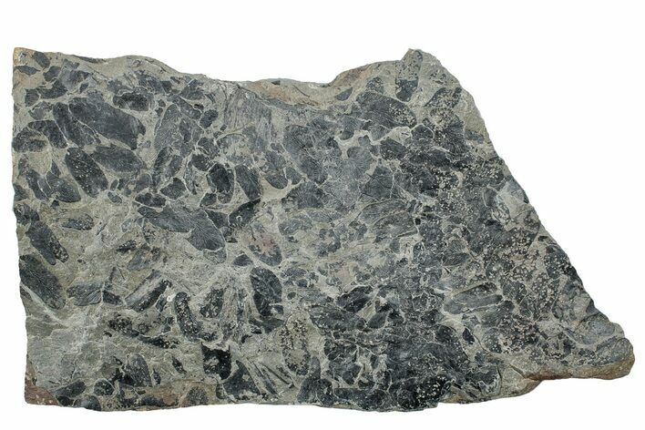 Pennsylvanian Fossil Fern (Neuropteris) Plate - Kentucky #258827